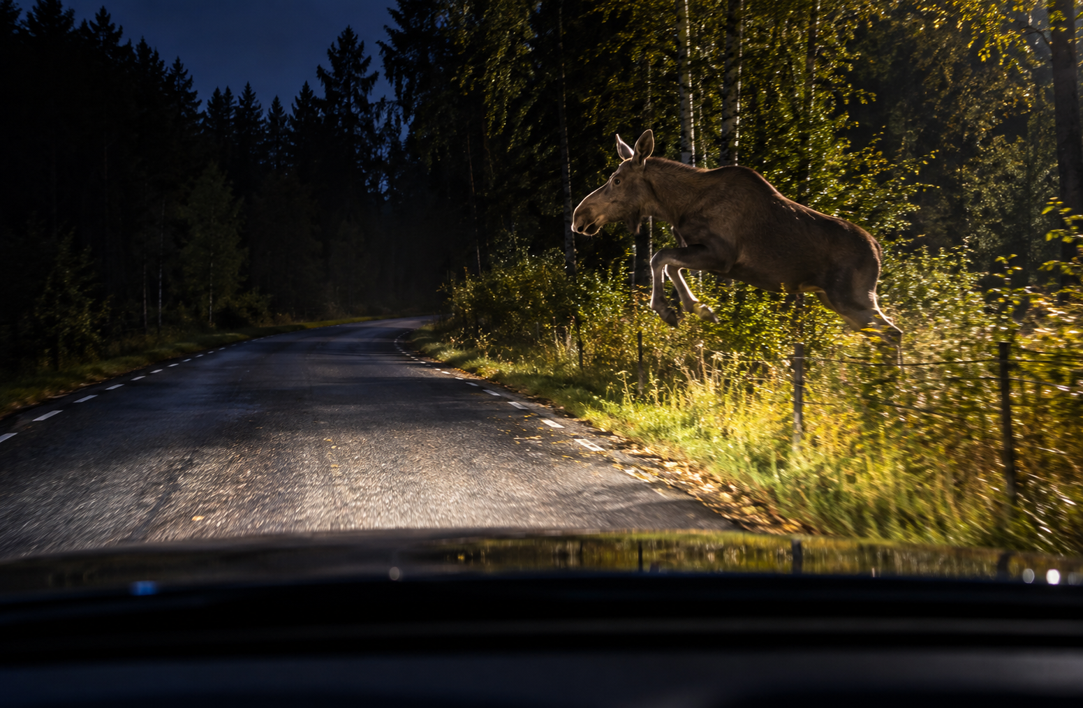 Kör du på ett större djur: